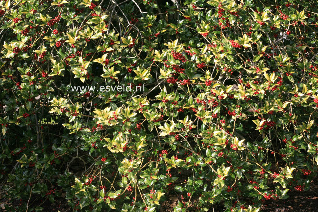 Ilex aquifolium 'Flavescens'