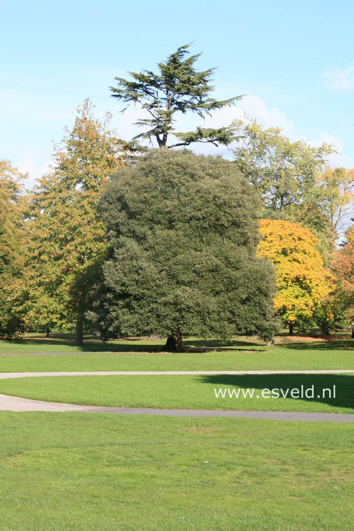 Quercus ilex