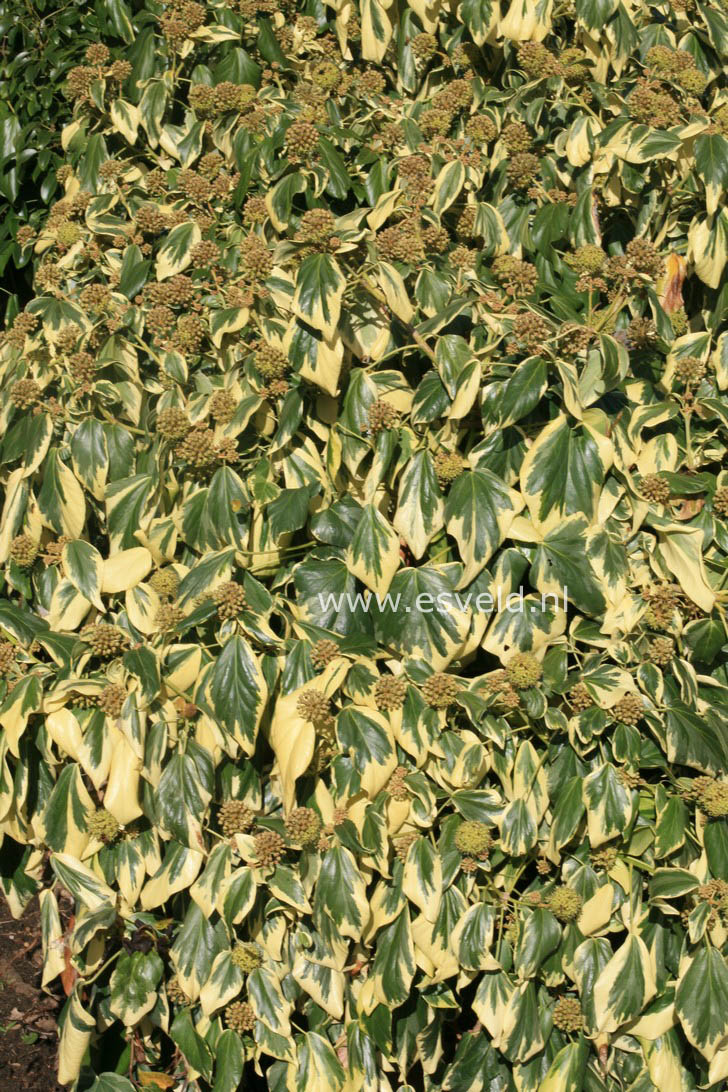 Hedera colchica 'Dentata Variegata'