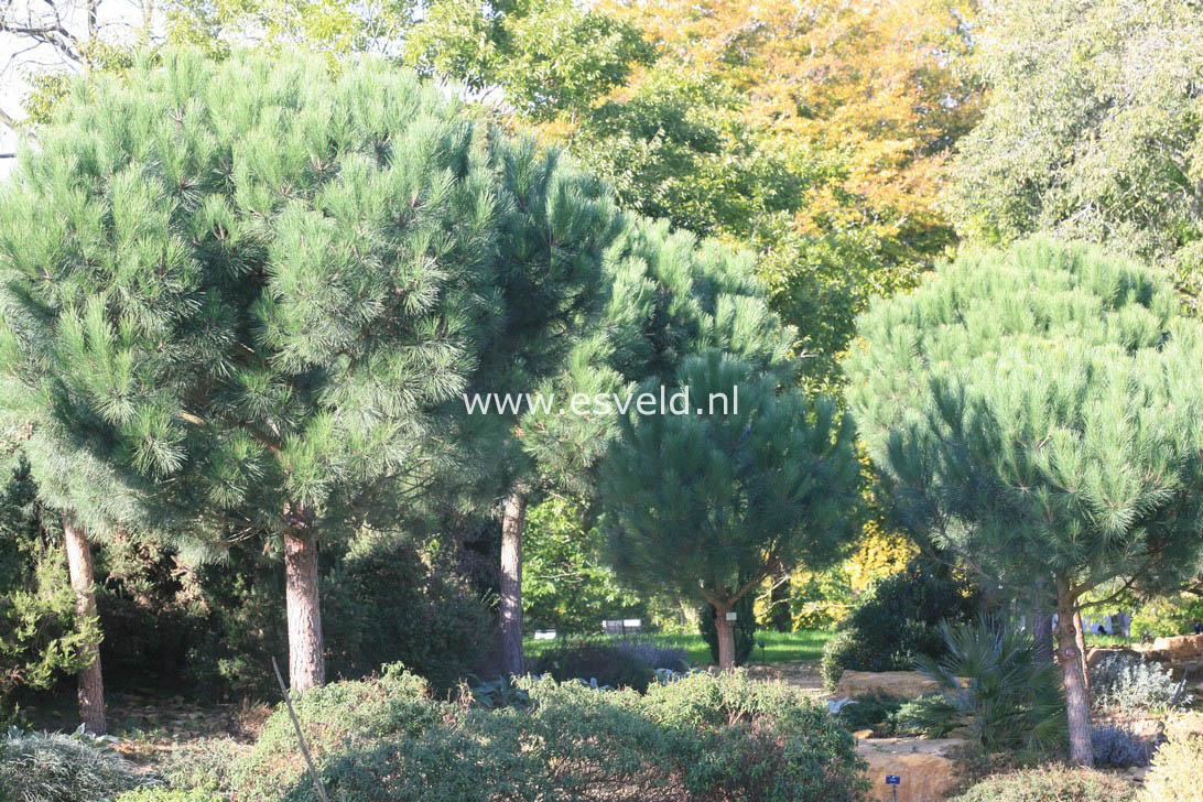 Pinus pinea