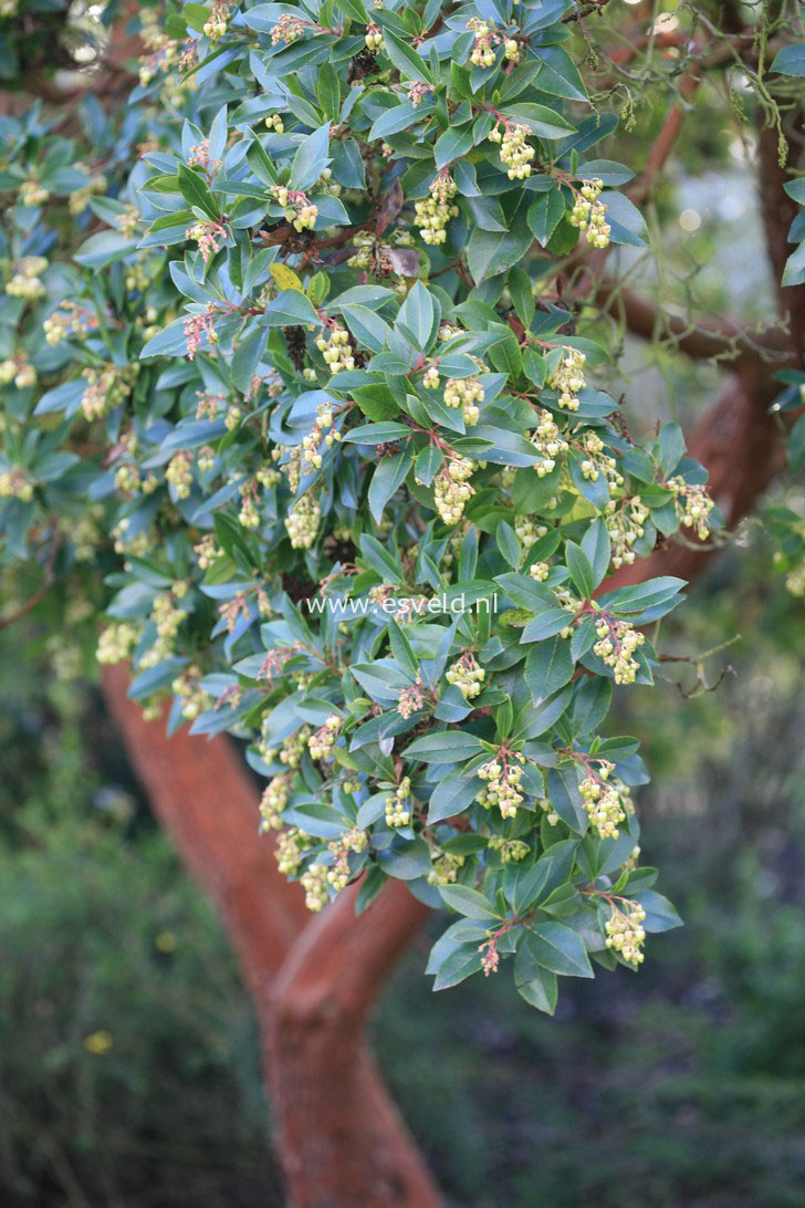 Arbutus andrachne