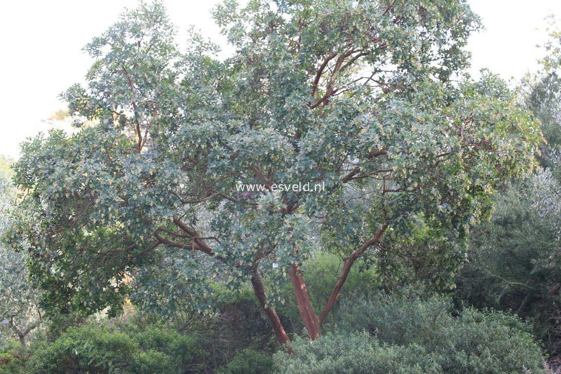Arbutus andrachne