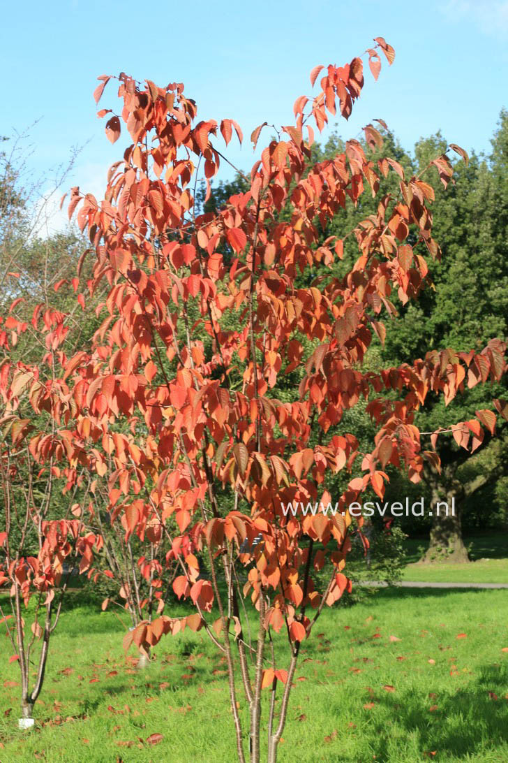 Prunus sargentii