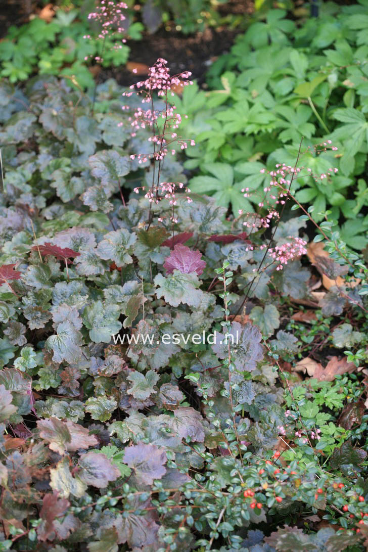 Heuchera micrantha 'Palace Purple'