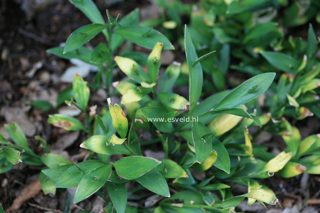 Ruscus hypoglossum