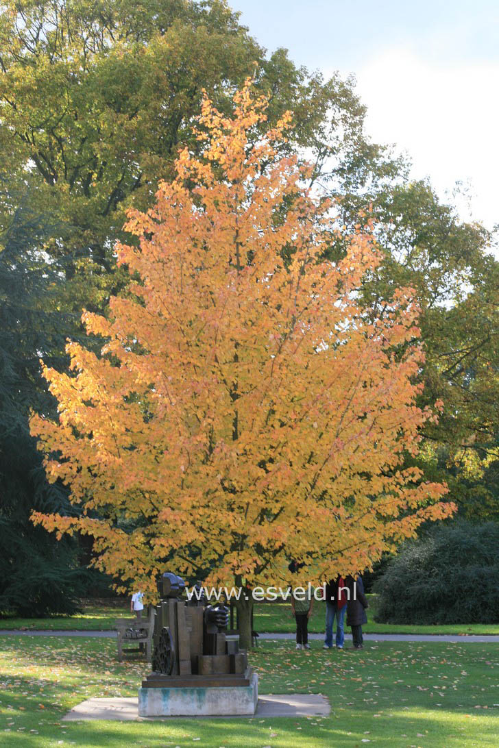 Acer rubrum