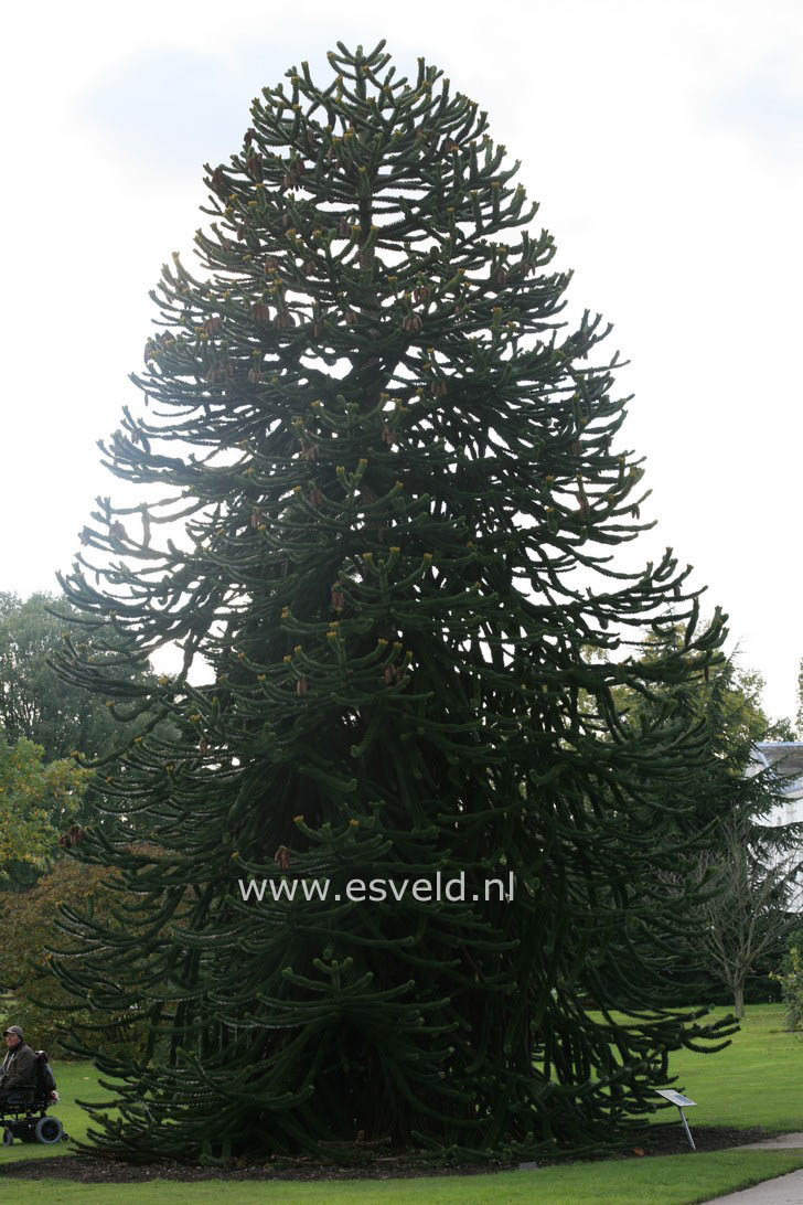 Araucaria araucana