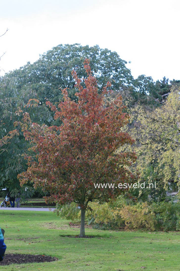 Sorbus alnifolia