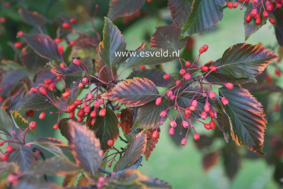 Sorbus alnifolia