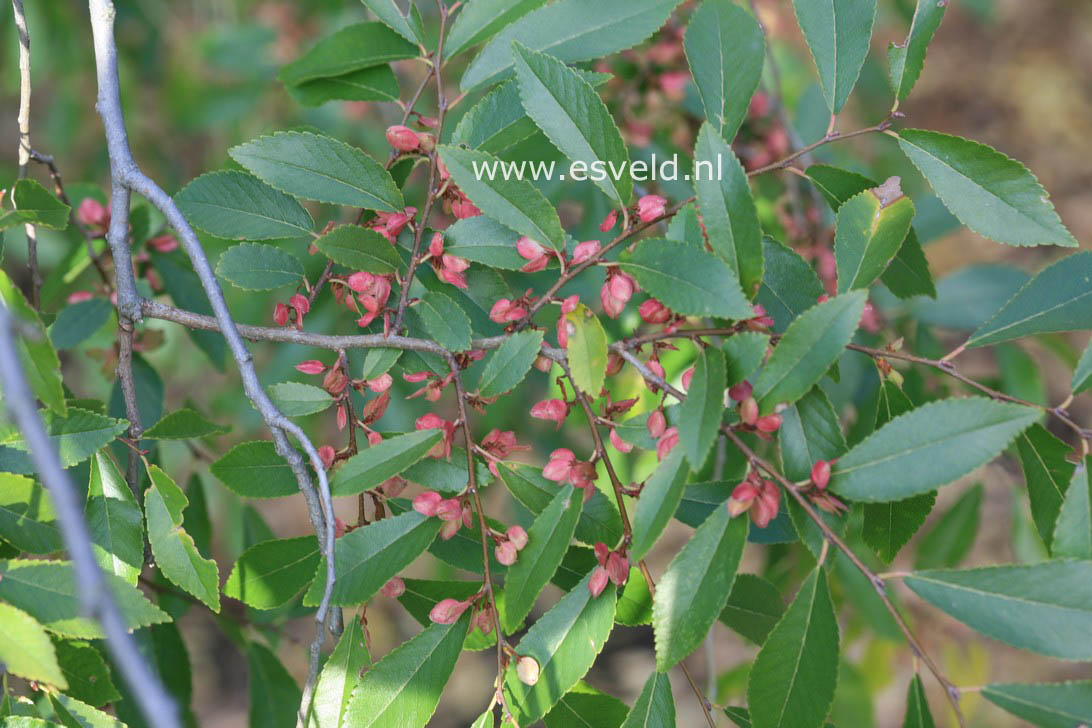 Ulmus parvifolia