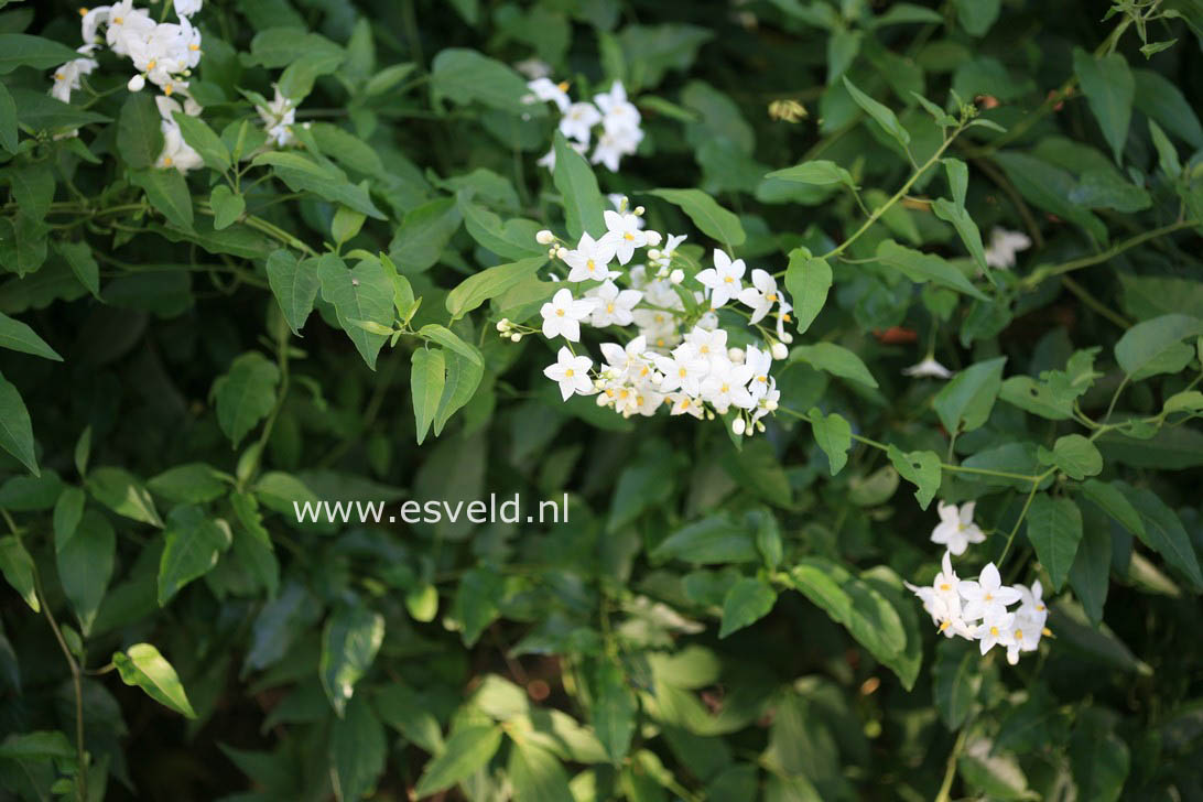 Solanum jasminioides 'Albiflorum'