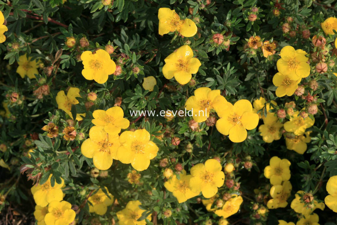 Potentilla fruticosa 'Sommerflor'