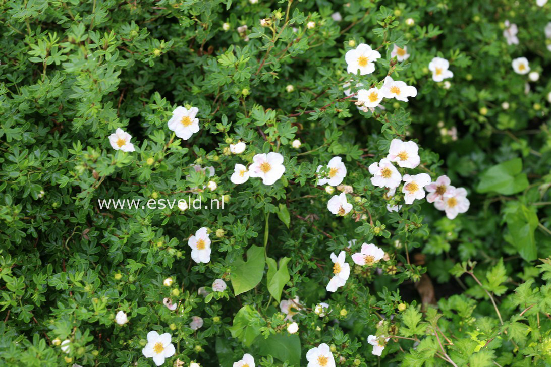 Potentilla fruticosa 'Blink' (PRINCESS)