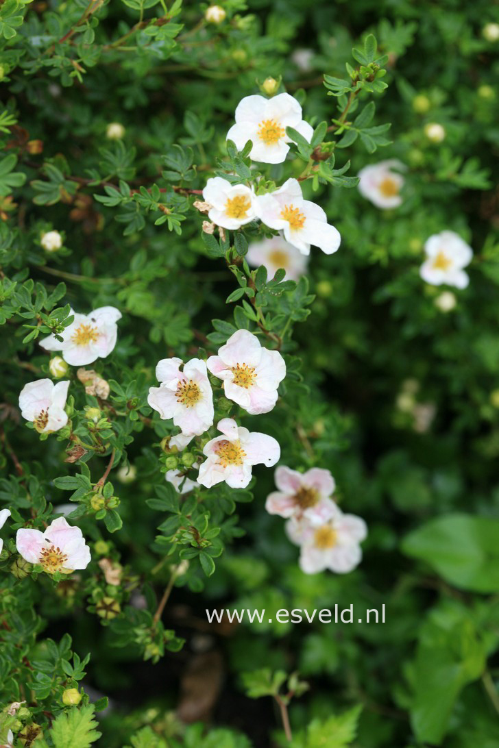 Potentilla fruticosa 'Blink' (PRINCESS)