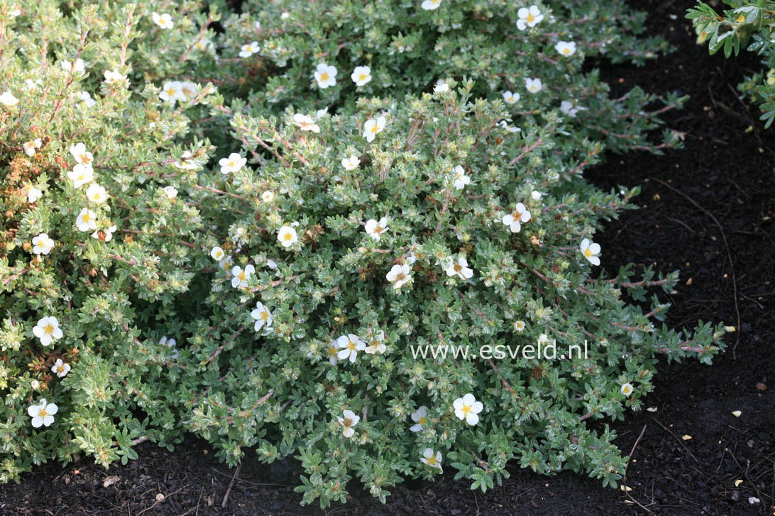 Potentilla fruticosa 'Manchu'