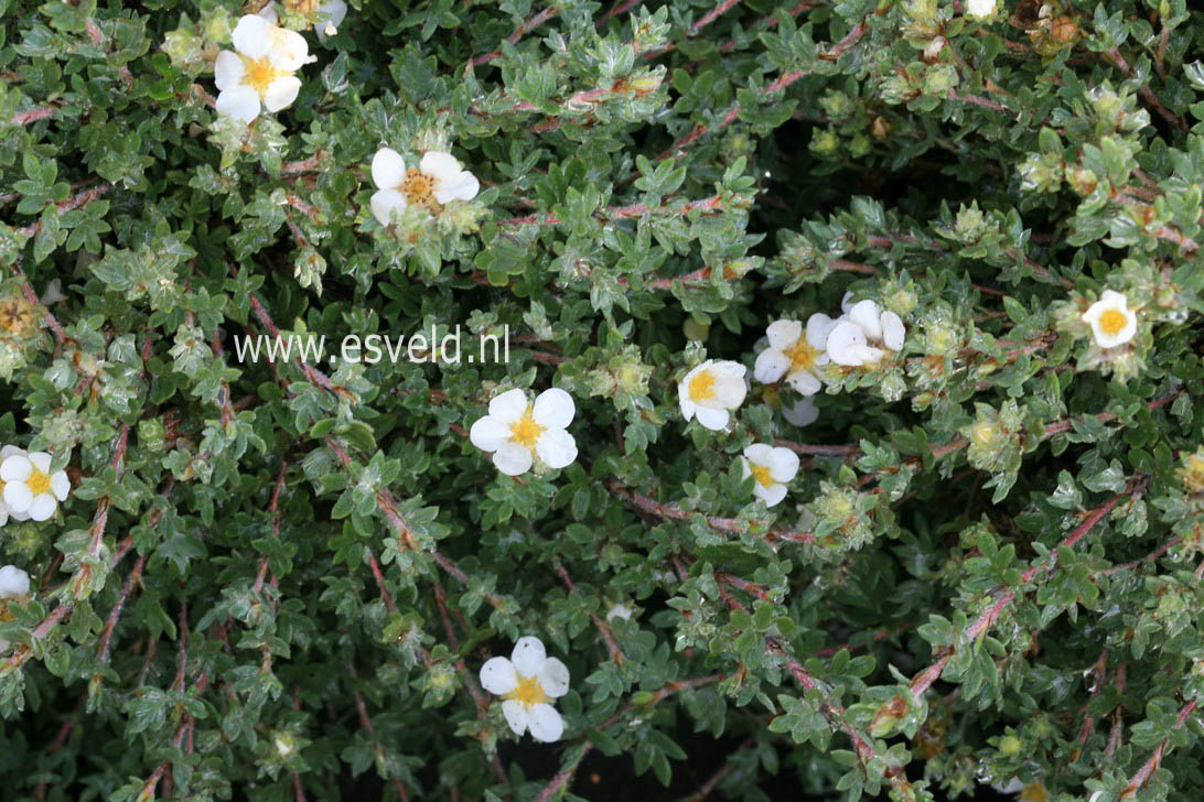 Potentilla fruticosa 'Manchu'
