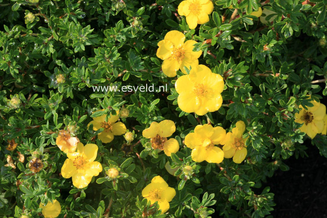 Potentilla fruticosa 'Hachmann's Gigant'