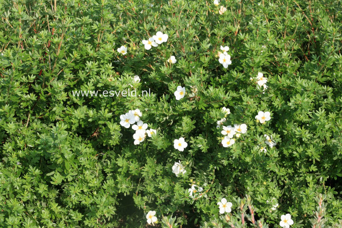 Potentilla fruticosa 'McKay's White'