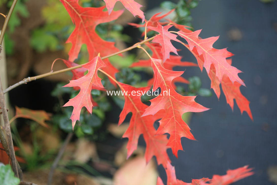 Quercus coccinea 'Splendens'