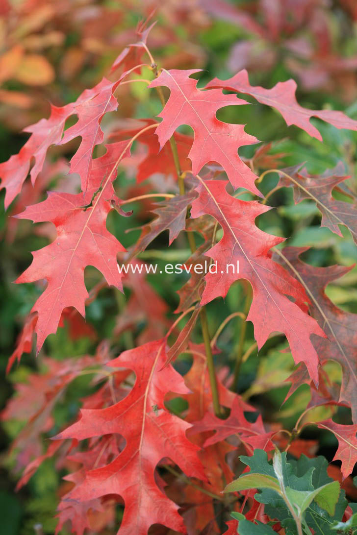 Quercus coccinea 'Splendens'