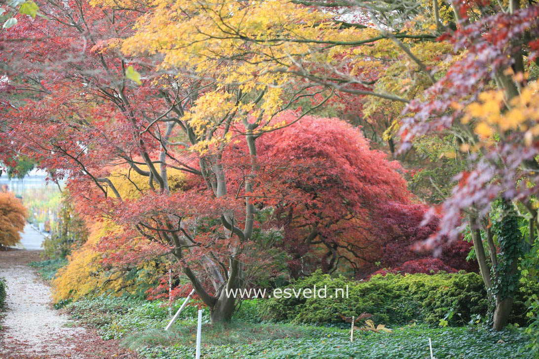 Acer palmatum 'Dissectum Nigrum'