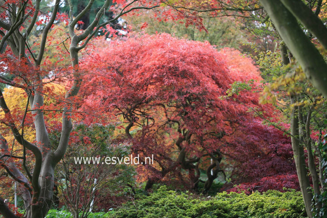 Acer palmatum 'Dissectum Nigrum'