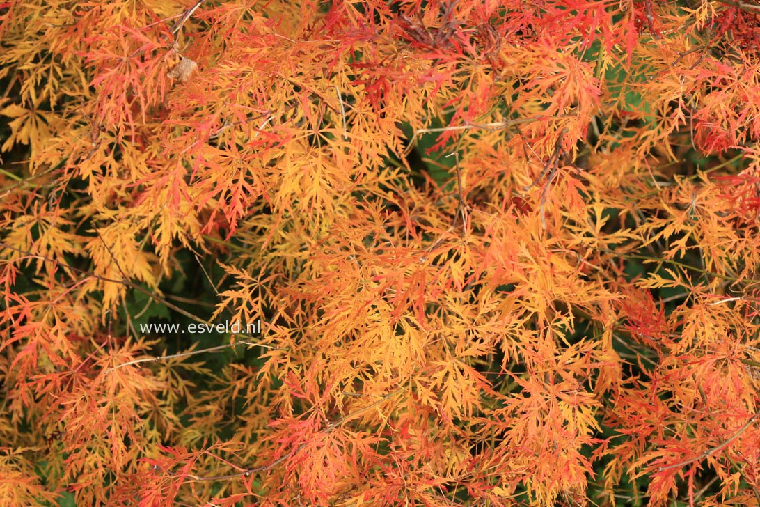 Acer palmatum 'Waterfall'