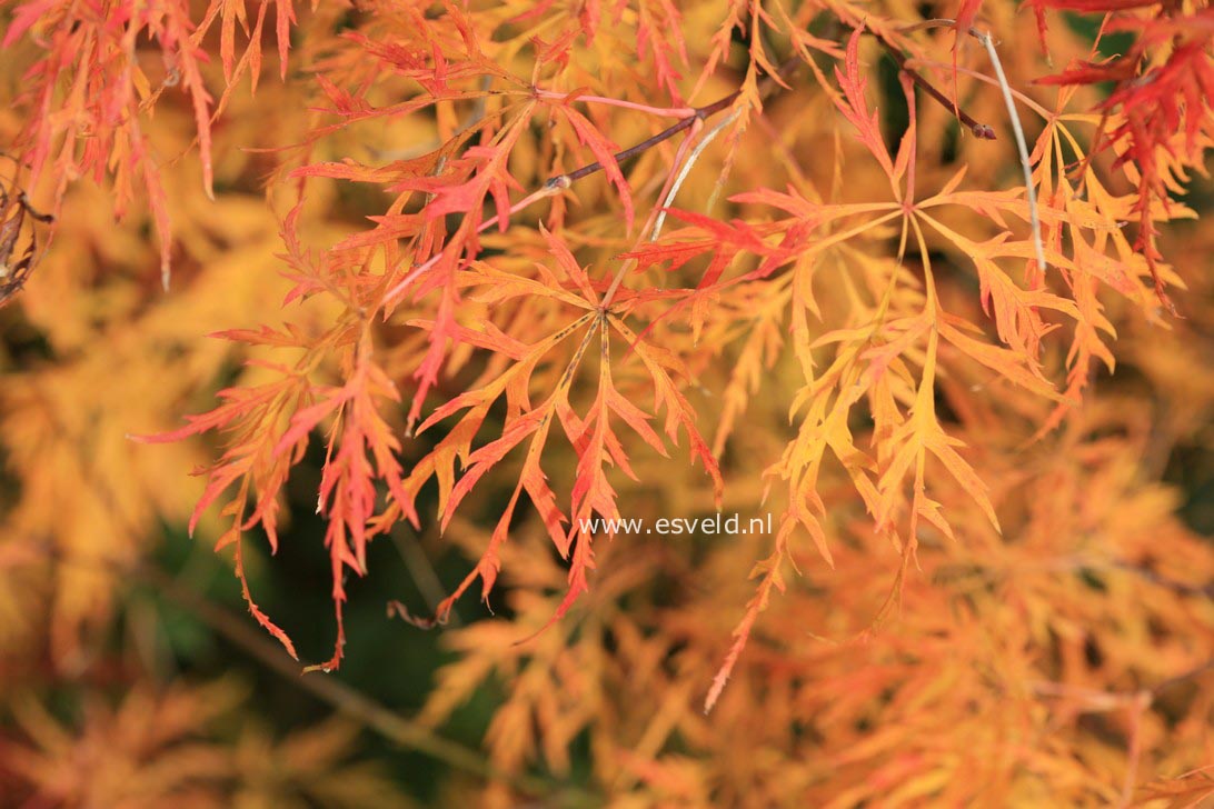 Acer palmatum 'Waterfall'