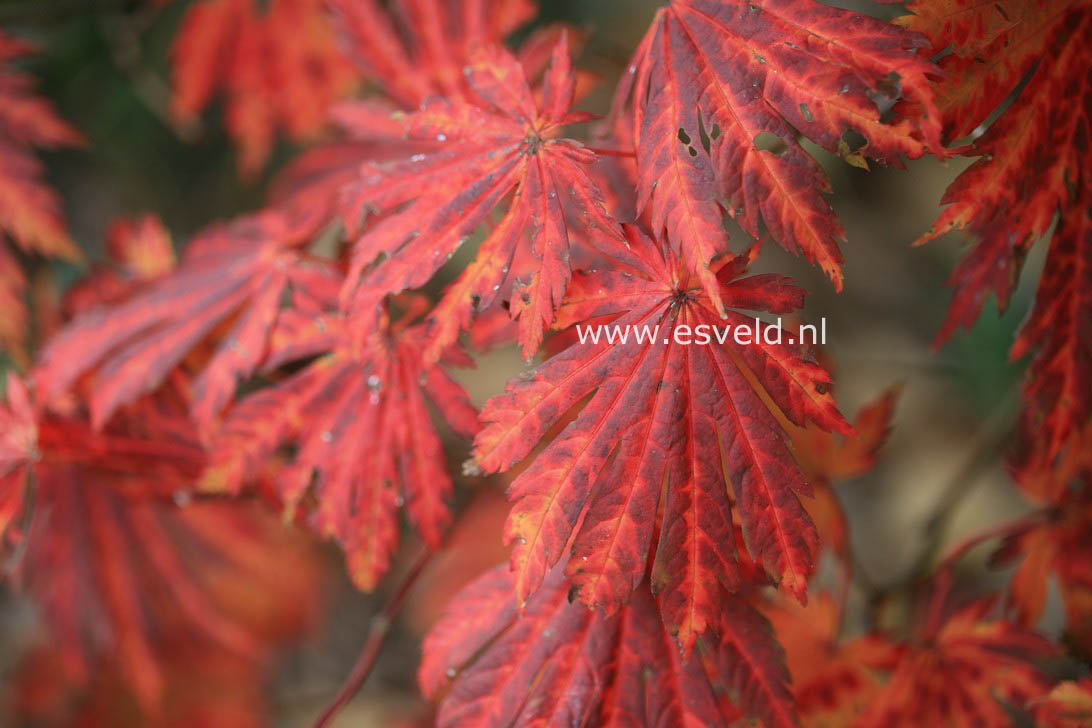 Acer japonicum 'Attaryi'