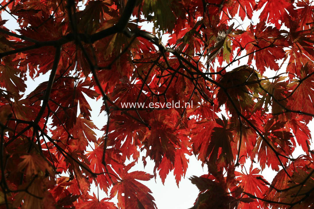 Acer japonicum 'Attaryi'