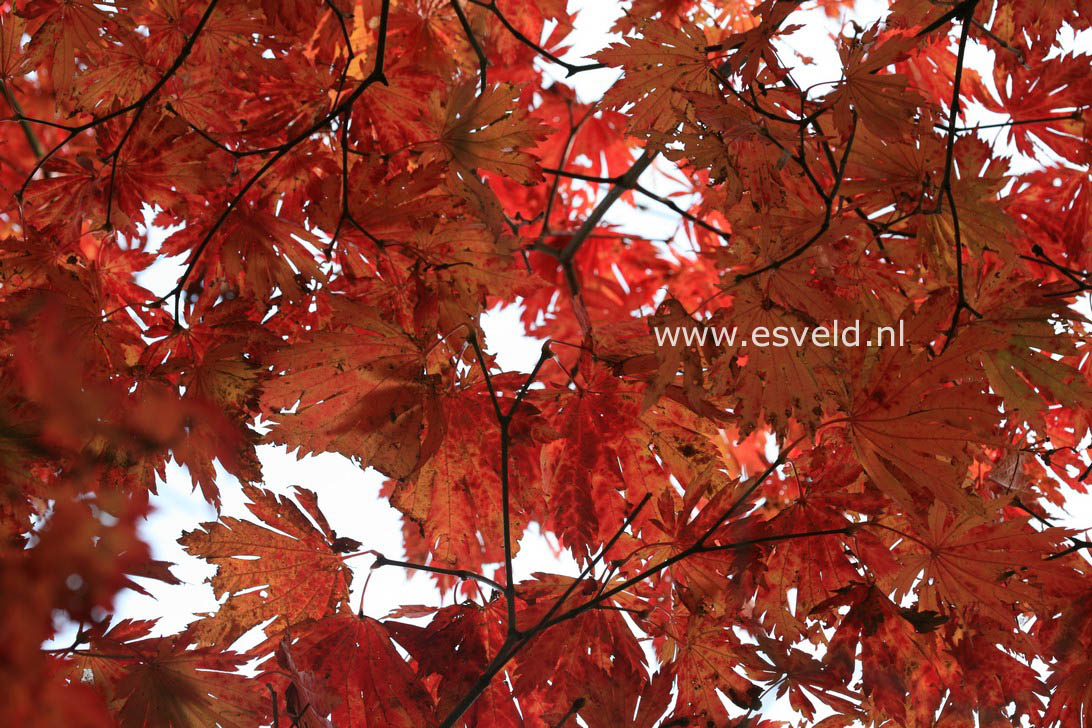 Acer japonicum 'Attaryi'