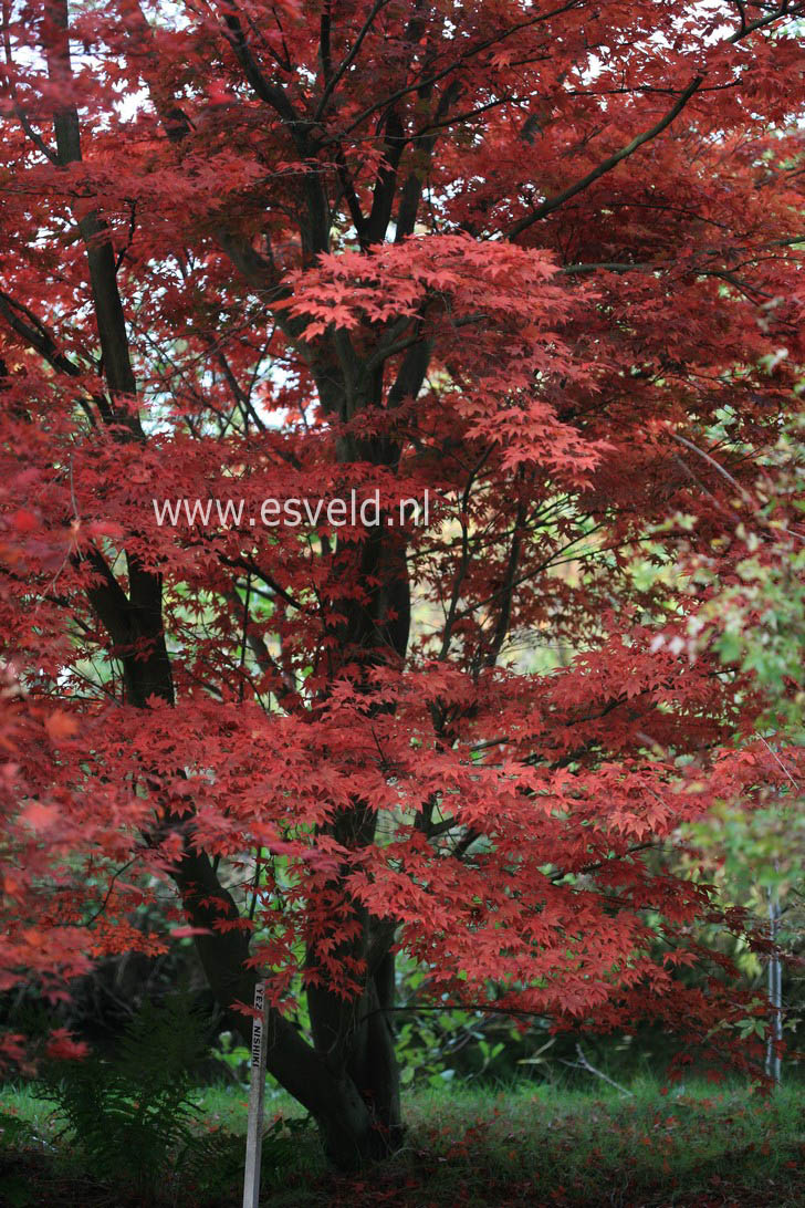 Acer palmatum 'Yezo nishiki'