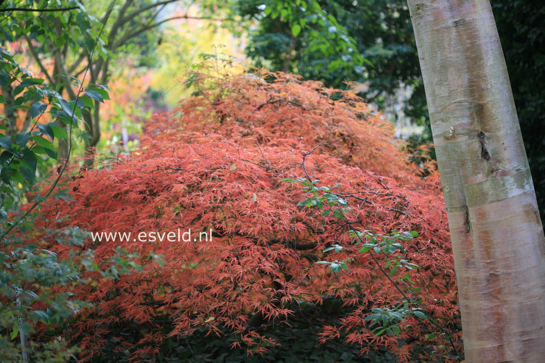 Acer palmatum 'Beni shidare'