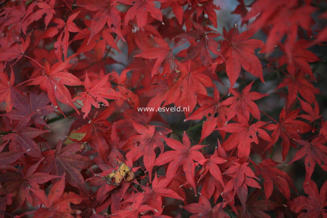 Acer palmatum 'O Kagami'