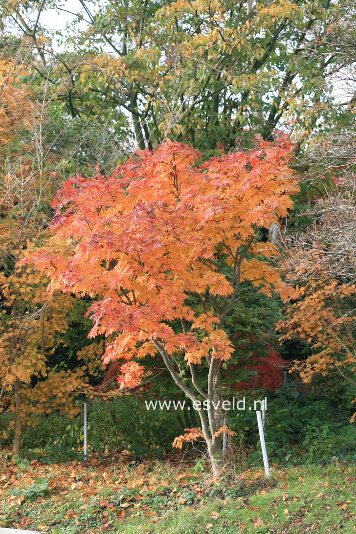 Acer japonicum 'Meigetsu'