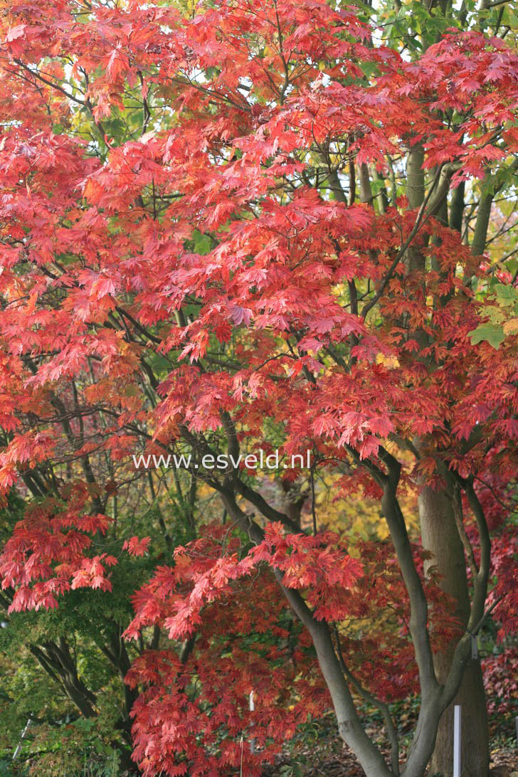 Acer japonicum 'Attaryi'