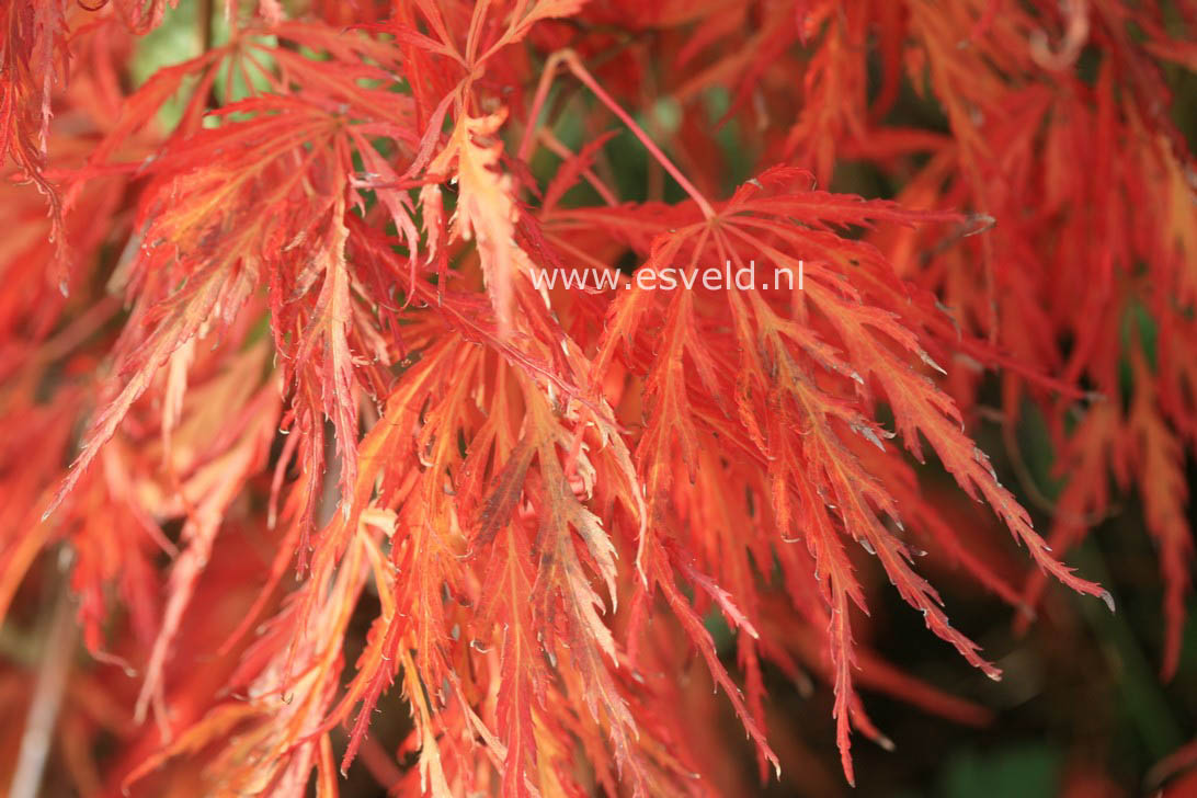 Acer palmatum 'Red Strata A'