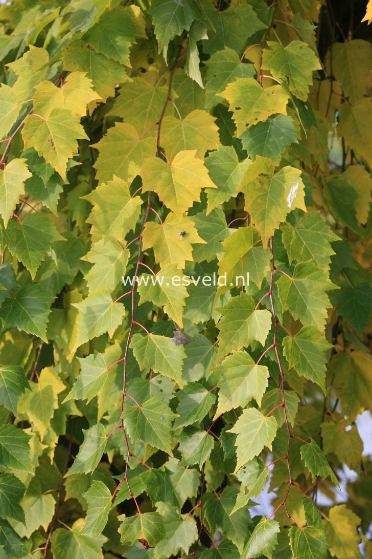 Tilia mongolica