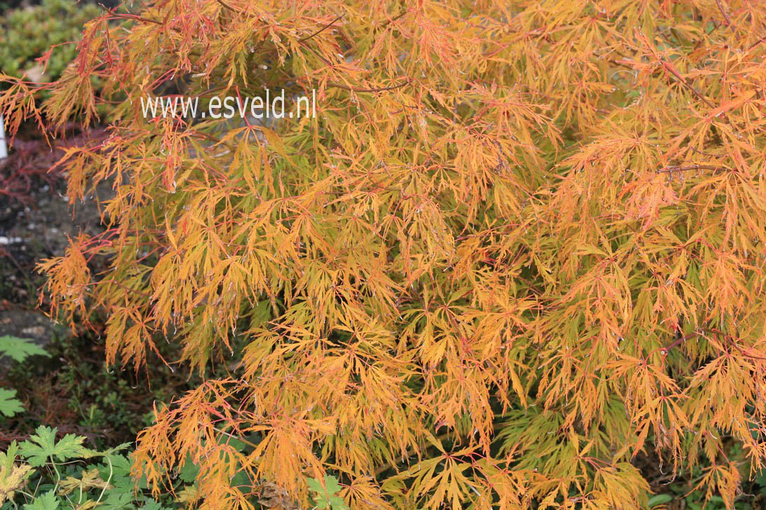 Acer palmatum 'Otto's Dissectum'