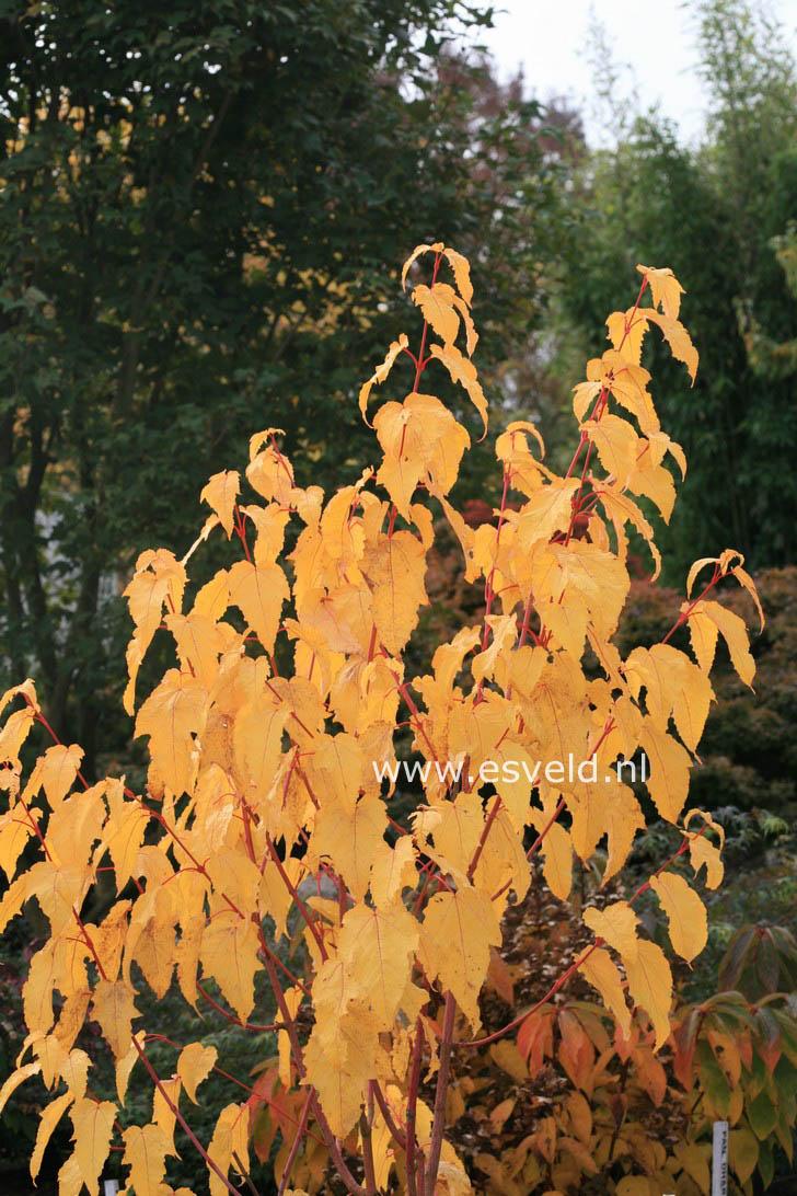 Acer conspicuum 'Phoenix'