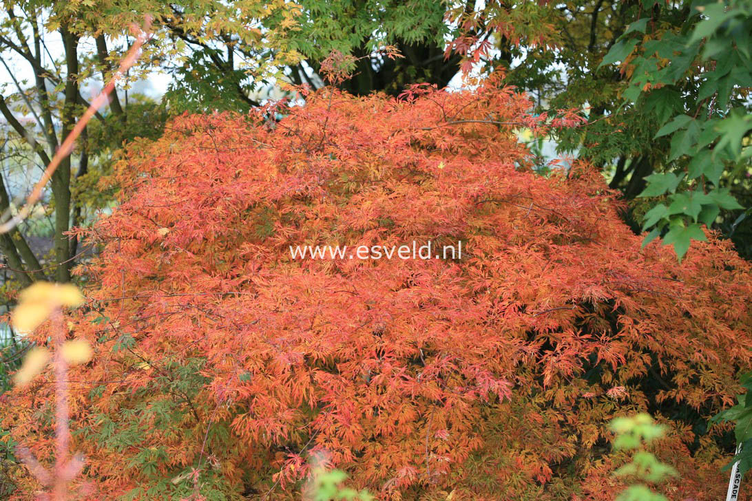 Acer japonicum 'Green Cascade'