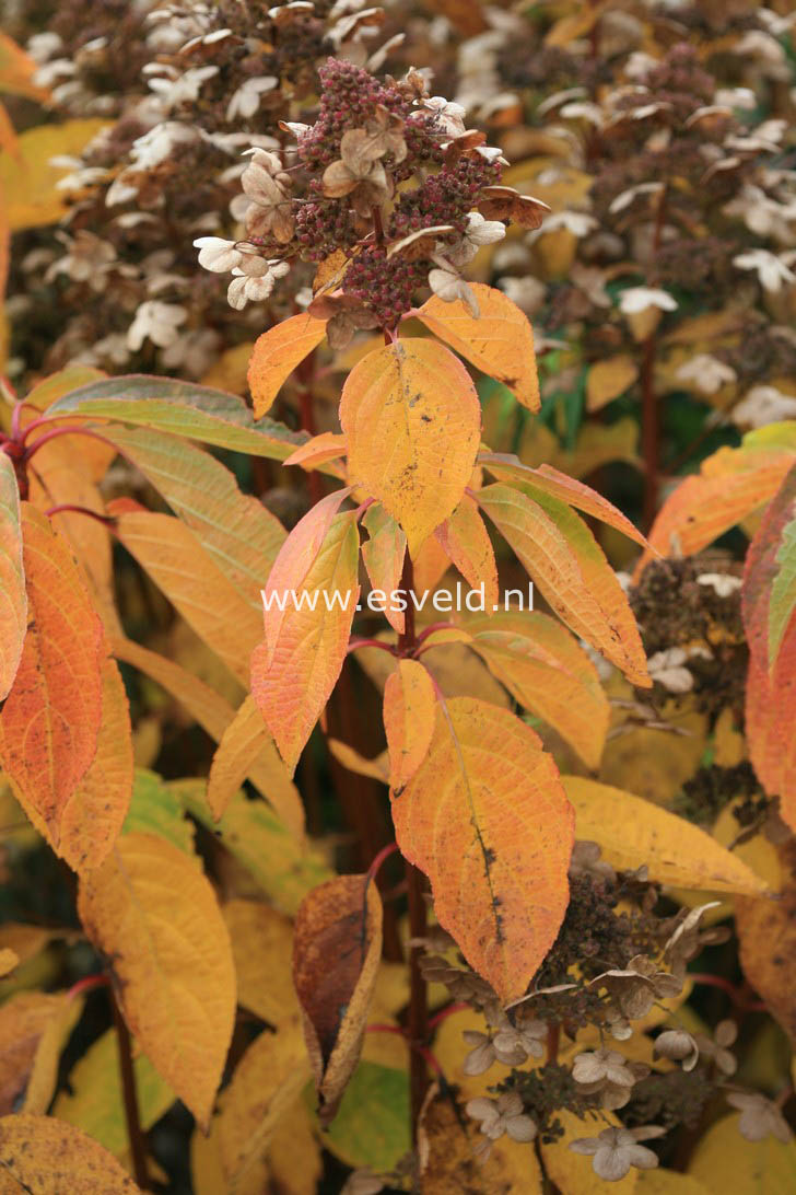 Hydrangea paniculata 'Dharuma'