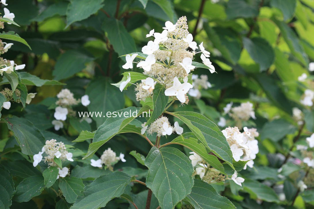 Hydrangea paniculata 'Papillon'