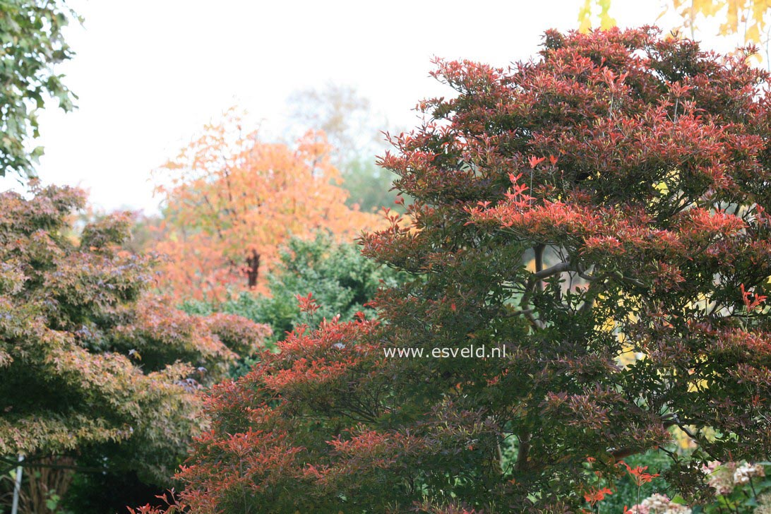 Enkianthus perulatus