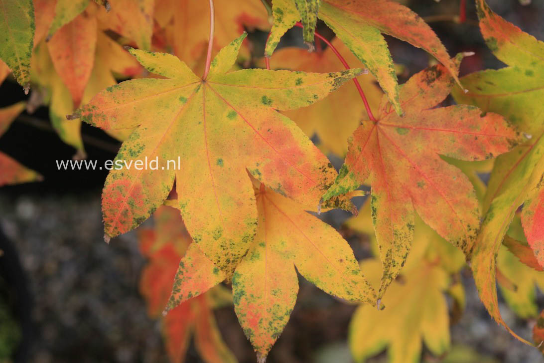 Acer palmatum 'Utsu semi'