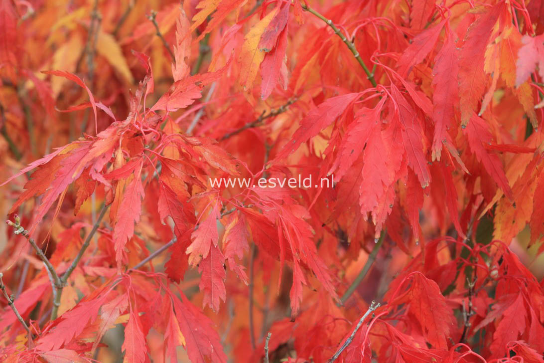 Acer palmatum 'Tsukuma no'