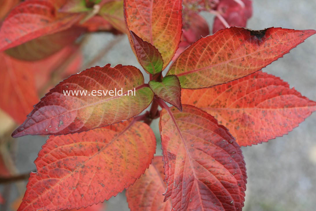 Hydrangea macrophylla 'Sandra'