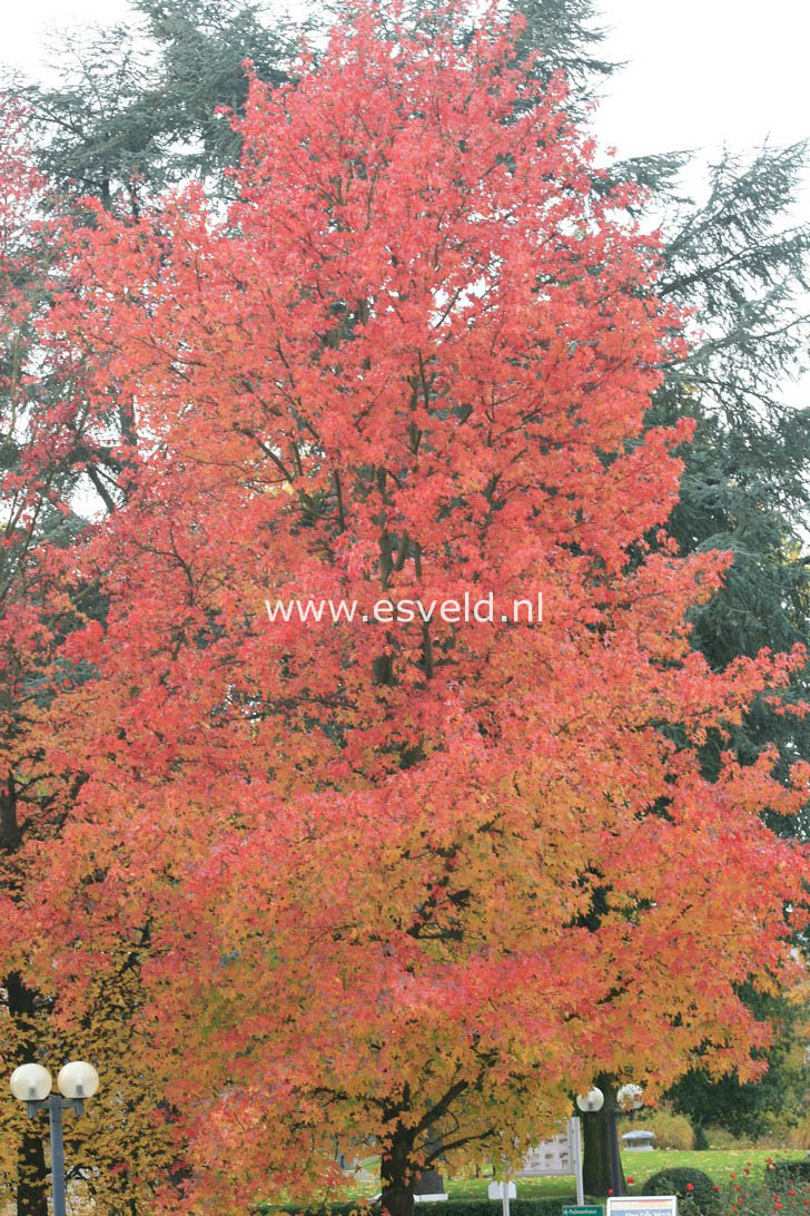 Liquidambar styraciflua