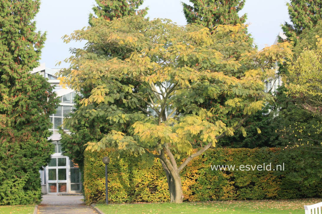 Albizia julibrissin