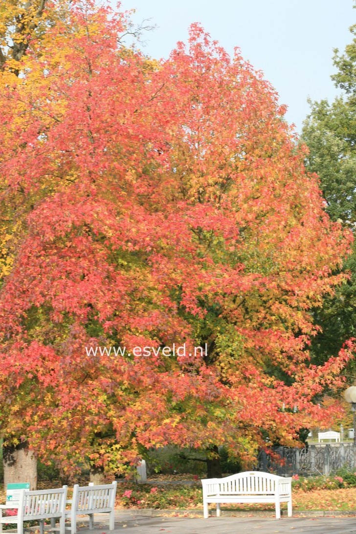 Liquidambar styraciflua